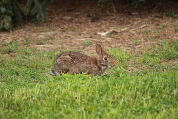 rabbit in the grass