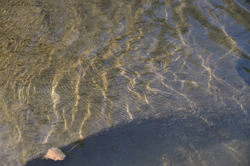 In self-isolation, you can walk your dog in the woods and swim with it in the river. The dog likes to run after sticks and gnaw them.