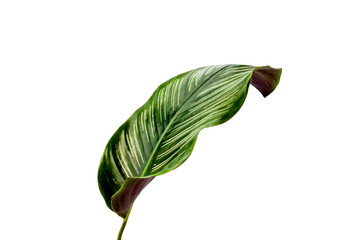 tropical green leaves isolated on white background, Tropical foliage or ornamental plant, with clipping path on file.