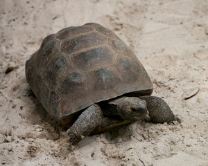 Gopher-tortoise turtle stock photos. Close-up profile view walking in the sand displaying turtle carapace, paws, head enjoying its environment and habitat. Image. Picture. Portrait.