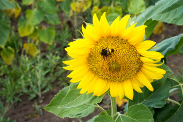 sunflower stands in a sunflower field