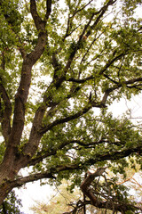 großer alter Baum-Ausschnitt