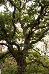 großer alter Baum