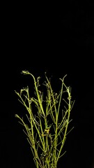 Chipilin branches on black background. typical food of Guatemala