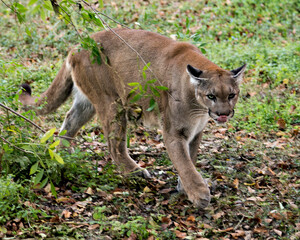 Florida Panther Stock Photos. Close-up profile view licking its nose with a foliage background while exposing its body, head, ears, eyes, nose, paws, tail  in its environment and habitat. Picture. 