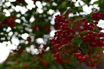 Obraz premium spring flowers in the garden