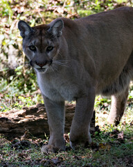 Naklejka premium Panther Stock Photos. Panther close-up profile view and looking at the camera in its environment and habitat with a blur background. Image. Picture. Portrait. 