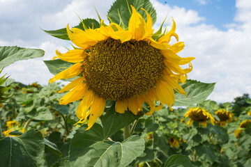 sunflower stands in a sunflower field