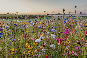 wild flowers in vibrant colors