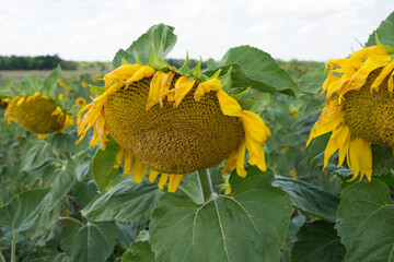 sunflower stands in a sunflower field