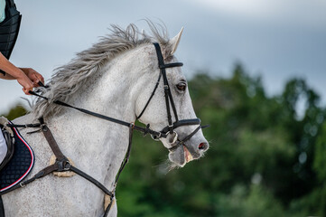 Detail of horse hooves from showjumping competition.