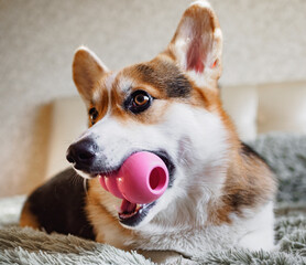 a dog of the tricolor Welsh Corgi Pembroke lies on the couch with a pink toy in its teeth, close