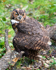 Owl bird Stock Photos.  Owl bird perched with blur background. Owl picture. Owl portrait. Owl image.