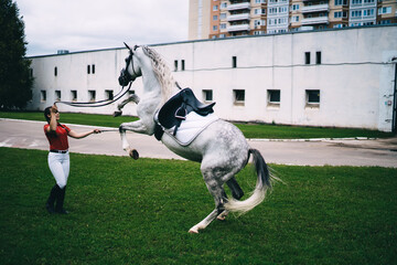 Concentrated female rider training rearing horse in yard