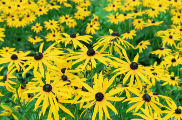 Yellow flowers of rudbeckia fulgida or black-eyed susan.