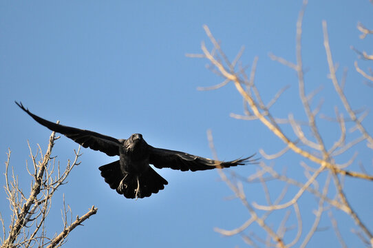 Raven Stock Photos. Raven flying with blue sky with span wings in its environment and habitat with foreground branches. Image. Picture. Portrait.