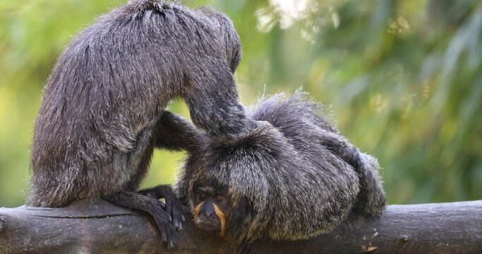 Female of  the Guianan saki,  the golden-faced saki female on the tree, female monkey cleans another on the tree
