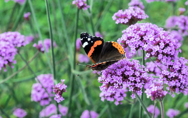 Monarch butterfly on lilac verbena flowers in the summer garden.