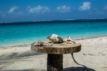 Caracoles en el Caribe