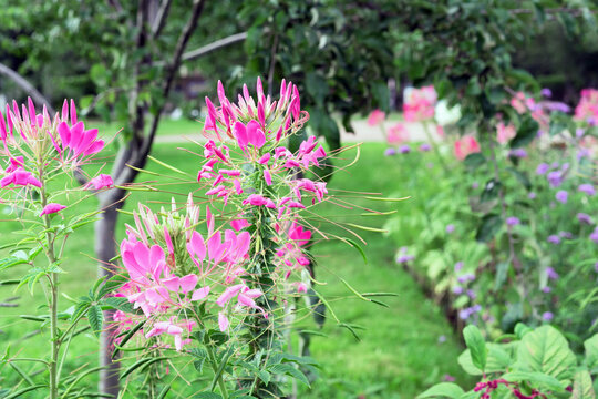 Pink flowers of cleoma prickly or the spider flower are an annual plant from the caper family.