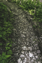 Fototapeta premium forest landscape in the mountains. Wild journey, Outdoor adventure, Camping travel.