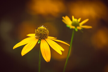 Kwiat malowany swiatlem © Marek