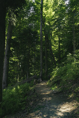 forest landscape in the mountains. Wild journey, Outdoor adventure, Camping travel.