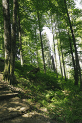 forest landscape in the mountains. Wild journey, Outdoor adventure, Camping travel.
