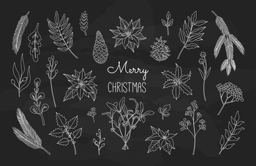 Set of Christmas plants, poinsettia, tree brunch, holly berry, laurel, mistletoe for decoration. Xmas collection of flowers. Vector illustration in doodle style, isolated chalkboard background. 