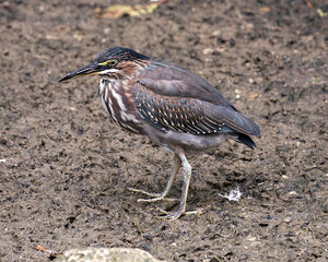 Obraz premium Green Heron stock photos. Green Heron close-up displaying body, head, eye, beak, feathers, plumage, feet, wings and enjoying its environment and habitat. Image. Picture.