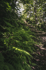 forest landscape in the mountains. Wild journey, Outdoor adventure, Camping travel.