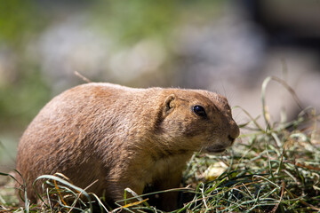 Blacktail prairie dog looking at you