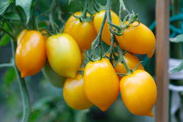 Fresh yellow tomatoes in the garden