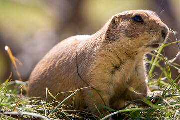 Blacktail prairie dog looking at you