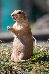 Blacktail prairie dog securing the area