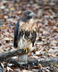 Hawk stock photo. Hawk close-up profile view perched displaying brown plumage, body, head, eye, beak, tail, feet, feathers with a blur background in its habitat and environment. Image.