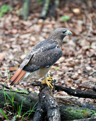 Hawk stock photo. Hawk close-up profile view perched displaying brown plumage, body, head, eye, beak, tail, feet, feathers with a blur background in its habitat and environment. Image.