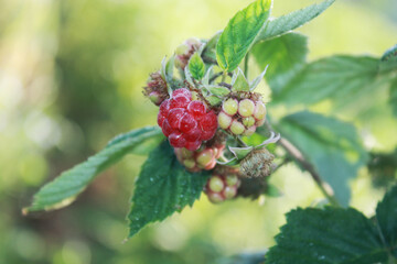 Raspberry branch with ripe red berries in the garden.