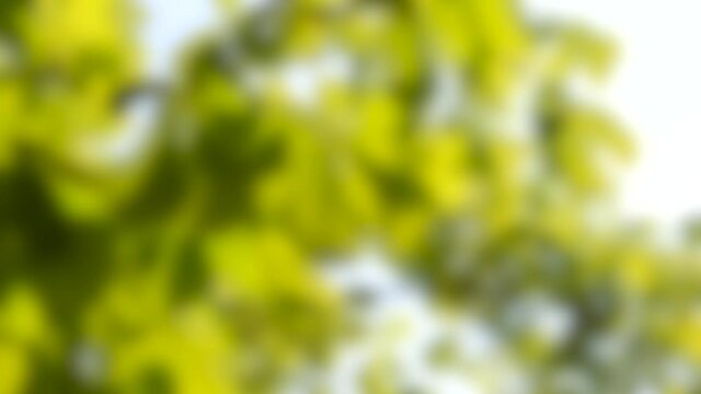 Blurred background. Chestnut leaves coarsely leeward in a bright sunny day
