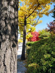 Three types of colourful plantations fill up a road. These trees include red and yellow ginkgo trees- 30th Oct 2018