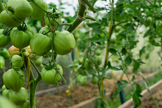 Bunch of unripe green tomatoes in greenhouse.