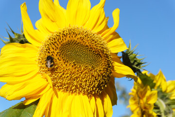 sunflower of blue sky