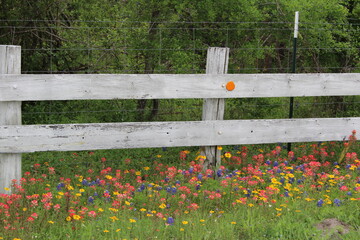 Fence and Wildflowers in Refugio Texas