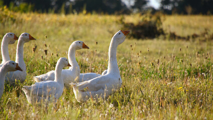 Domestic geese on a meadow. Fall rural farm landscape. Geese in the grass, domestic bird, flock of geese