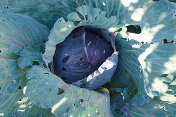 close up of a cabbage