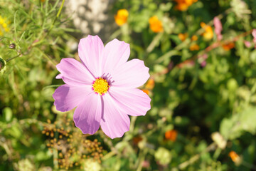 cosmos flower in the garden