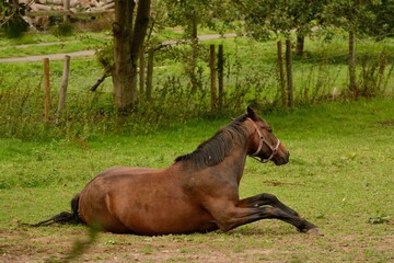 Fototapeta premium Chestnut horse happily rolling in the dust in an English field