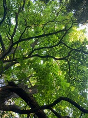 tree canopy in summer with sunlight