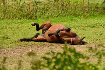 Chestnut horse happily rolling in the dust in an English field