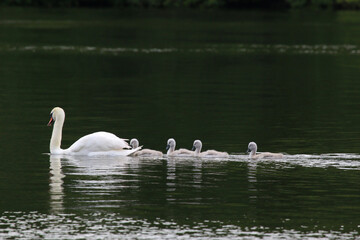 Swan and cygnets on a lake	